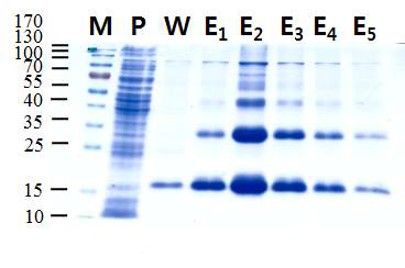 재조합 Der f 2의 발현 및 정제. M, molecular mass standard; P, pass-through; W, wash; E1~5, elution