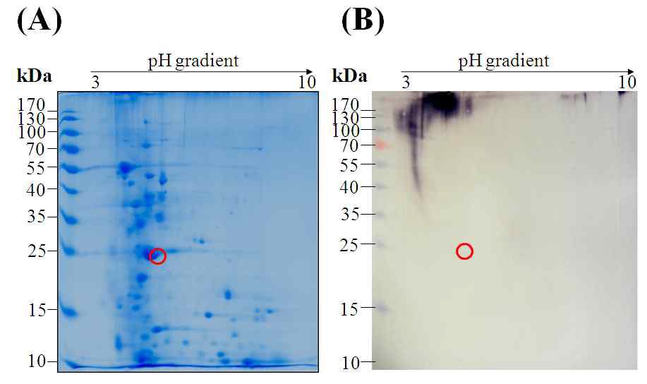 프로테오믹스 분석기법을 이용한 번데기 알러젠 분석 (A) Coomassie blue 염색, (B) 번데기 알레르기 환자 혈청을 이용한 IgE 반응 분석