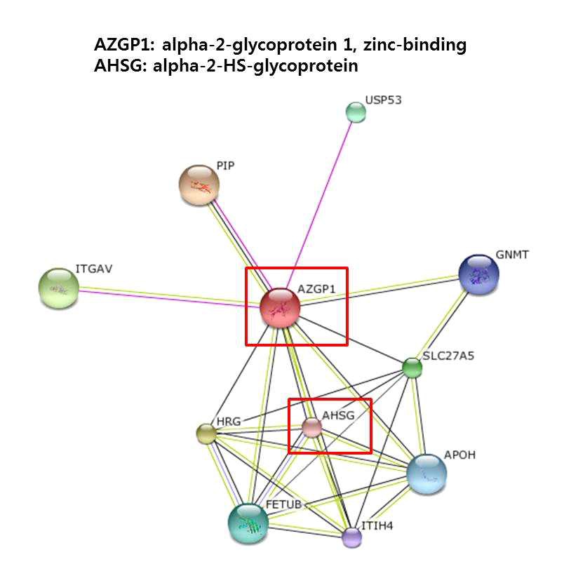 Alpha-2-HS-glycoprotein와 zinc-alpha 2 glycoprotein의 상호관계