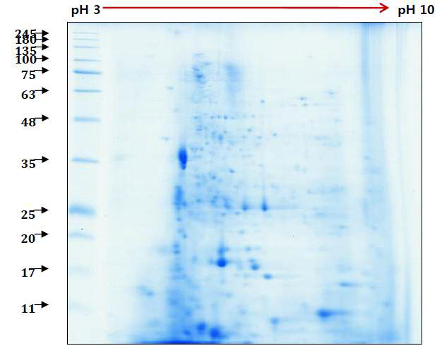집먼지진드기에서 추출한 whole protein의 2DE 이미지
