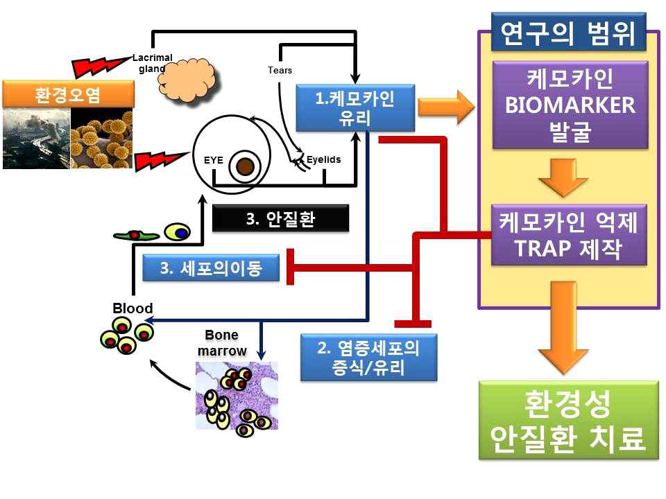 연구범위에 대한 모식도. 환경자극에 의해 유리된 케모카인을 분석하고 이를 기반으로 케모카인 decoy TRAP 단백을 제작하여 환경성안질환을 치료를 도모함