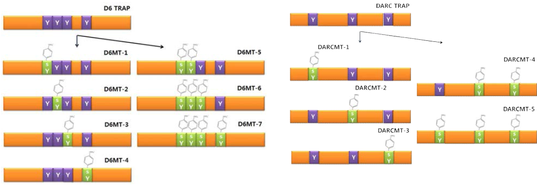 D6MT와 DaMT의 디자인 비교. D6MT와 DaMT는 sulfation 되는 개수(4 vs 3)와 위치가 다름