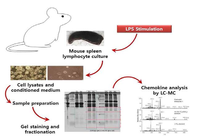 마우스의 비장세포를 분리하여 LC-MS/MS assay를 수행을 설명한 그림