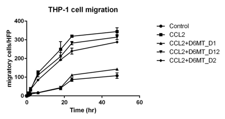 생성된 D6MT의 종류에 따라 in vitro cell migration에 대한 효과에 차이를 보임