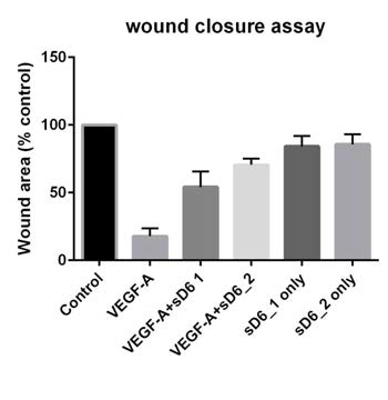 D6MT에 의한 VEGF-A induced cell migration and wound restitution assay결과. sulfated form 중 첫 번째, sD1,에 비해 D2의 효과가 더 우수한 것을 알 수 있다. 즉,wound 의 closure를 현격히 감소시킨다