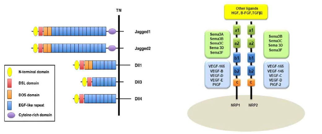 : Domain organization of mammalian Notch ligands, Neuropilins (NRPs) and their ligands