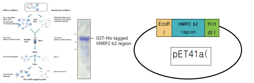 (왼쪽) Nrp2-ex 의 vector를 만들고 (가운데)gel에 내려 성공적인 밴드를 얻었으며, 오른쪽은 최종 모식도임