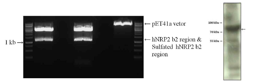 hNrp2 b2 region과 suflated hNrp2 b2 region (왼쪽) 오른쪽은 GST His가 붙은채로 elusion된 sulfated form의 hNrp2 mimicking trap