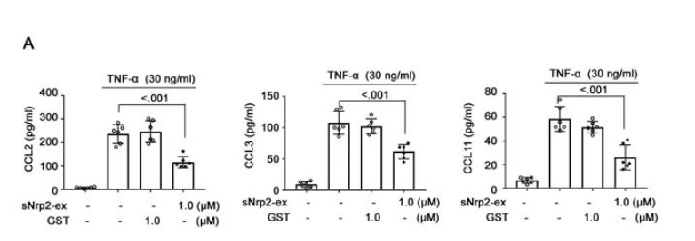 CCL2, 3, and 11의 extracellular secretion을 sNrp2-ex 처리 후 확인함. sNrp2-ex에 의해 세포외로 배출되는 chemokines의 농도가 줄어드는 것을 확인할 수 있음