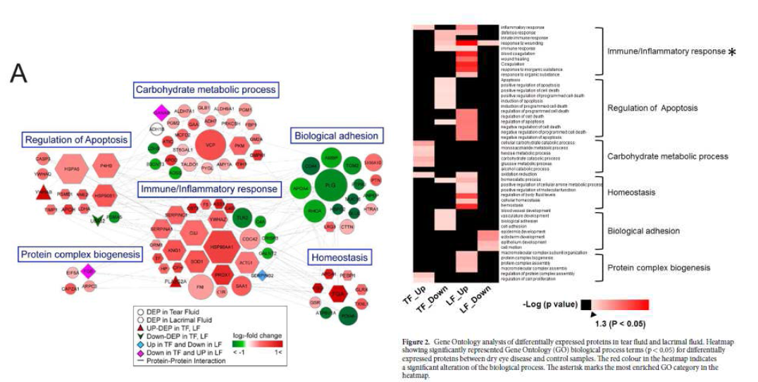 (좌) 단백체의 분석과 함께 가장 중요한 pathway를 검출된 중요 단백으로부터 도출함. (우) 최초로 사람 눈물샘액에서 단백체를 분리하였으며 이를 통해 안구표면보다 눈물샘이 훨씬 더 중요한 염증성 단백을 가지고 있으며 regulation함을 보여줌