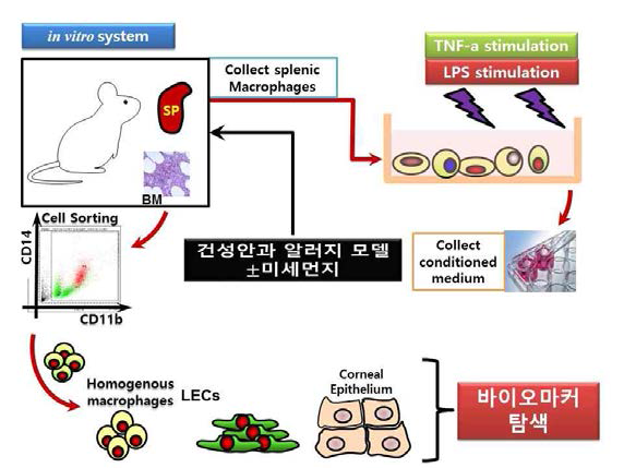 환경오염물질에 노출시킨 마우스의 골수, 혹은 splenocyte를 분리하여 염증성 물질 (LPS등의 자극)에 대해 반응하는 바이오마커들을 확인해 봄