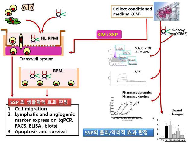 활성화된 염증세포에 sulfated form의 affinity modified trap을 처리한 후 활성화를 여러 분자생물학적, 화학적 방법을 통해 확인