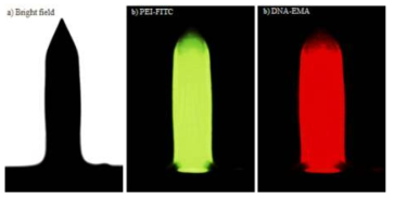 형광 표지된 나노입자의 마이크로니들 형광 이미지