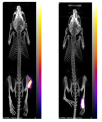 근육 접종 직후 쥐의 PET/CT 이미지. 각각 허벅지(왼쪽)와 발(오른쪽)에 접종