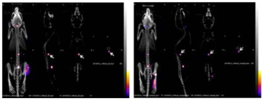 근육 접종 1일차 쥐의 PET/CT 이미지. 각각 허벅지(왼쪽)와 발(오른쪽)에 접종