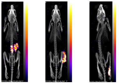 마이크로니들 접종 직후 쥐의 PET/CT 이미지. 각각 등(왼쪽)과 허벅지(가운데), 발(오른쪽)에 접종