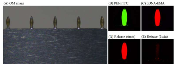 (A) 광학현미경을 통한 나노입자가 코팅된 마이크로니들 이미지 (B, C) 녹색형광 염색약인 FITC가 결함된 PEI와 빨강형광 염색약이 표지된 유전자로 만들어진 나노입자의 코팅 형광 이미지 (D, E) 마이크로니들에 코팅된 나노입자를 돼지 피부에 주입하였을 경우 나노입자의 방출 kinetic 이미지