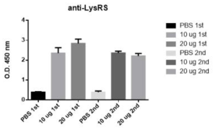 백일해 FHA 단백질 백신을 마이크로니들로 전달하였을 때의 LysRS 단백질 항체가 측정