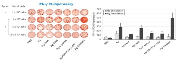 면역화한 마우스 비장세포 내 aP항원 특이적인 IFN-γ 분비 세포 수 분석