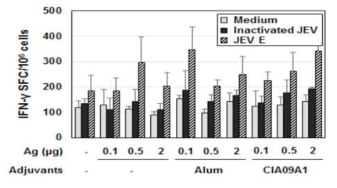 비장세포 내 JEV 백신 항원 특이적인 IFN-γ 분비 세포 수 분석
