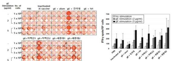 면역화한 마우스의 비장세포 내 항원 특이적인 IFN-γ 분비 세포 수 분석