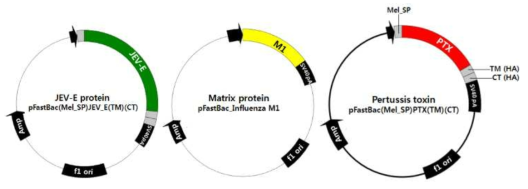 백일해 TRX, JEV-E 및 인플루엔자 M1 단백질 플라스미드 클론의 구조