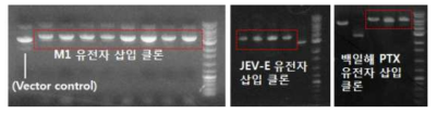 백일해 TRX, JEV-E 및 인플루엔자 M1 단백질 플라스미드 클론의 전기영동 확인결과