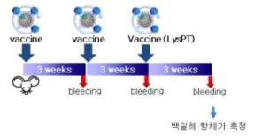 하이브리드 백일해 VLP 백신/LysPT 백신의 동물실험 과정