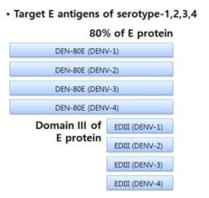 뎅기바이러스의 항원단백질 E단백질의 주요 항원성 부위
