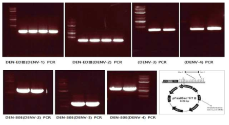 하이브리드 뎅기 VLP 백신 제작을 위한 PCR 수행 결과