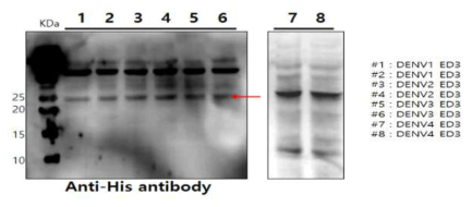 bac-to-bac expression system을 이용한 DENV-ED3 항원단백질 발현 확인