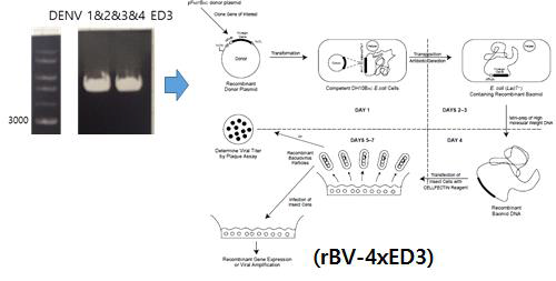 DENV ED3 tandem repeat 단백질을 발현하는 제조합 베큘로바이러스 제작