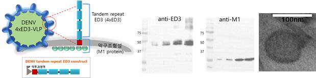 DENV ED3 tandem repeat 단백질을 표면에 발현하는 DENV 4xED3-VLP 제작