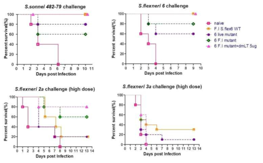 Shigella challenge에 대한 mutant strain의 방어 면역 효과 확인