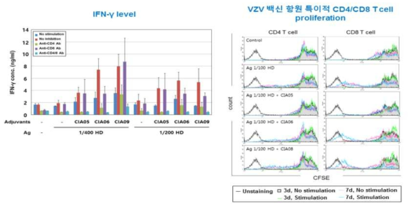 VZV 백신 항원 특이적 세포성 면역반응 분석