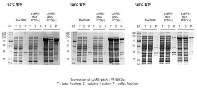 백일해 LysRS-ptxA 단백질 발현
