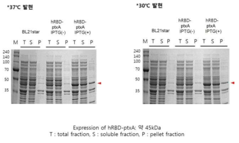 hRBD-ptxA 단백질 발현