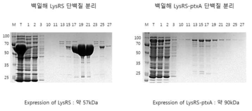 백일해 LysRS, LysRS-ptxA 단백질 분리