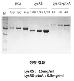 백일해 LysRS, LysRS-ptxA 단백질 정량