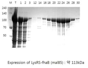 백일해 LysRS-fhaB (Mal 85) 단백질 분리