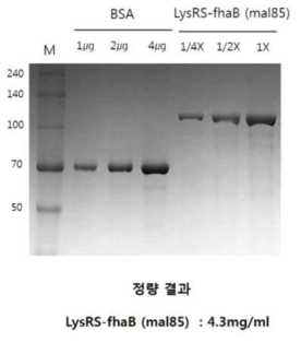 백일해 LysRS-fhaB (Mal 85) 단백질 정량