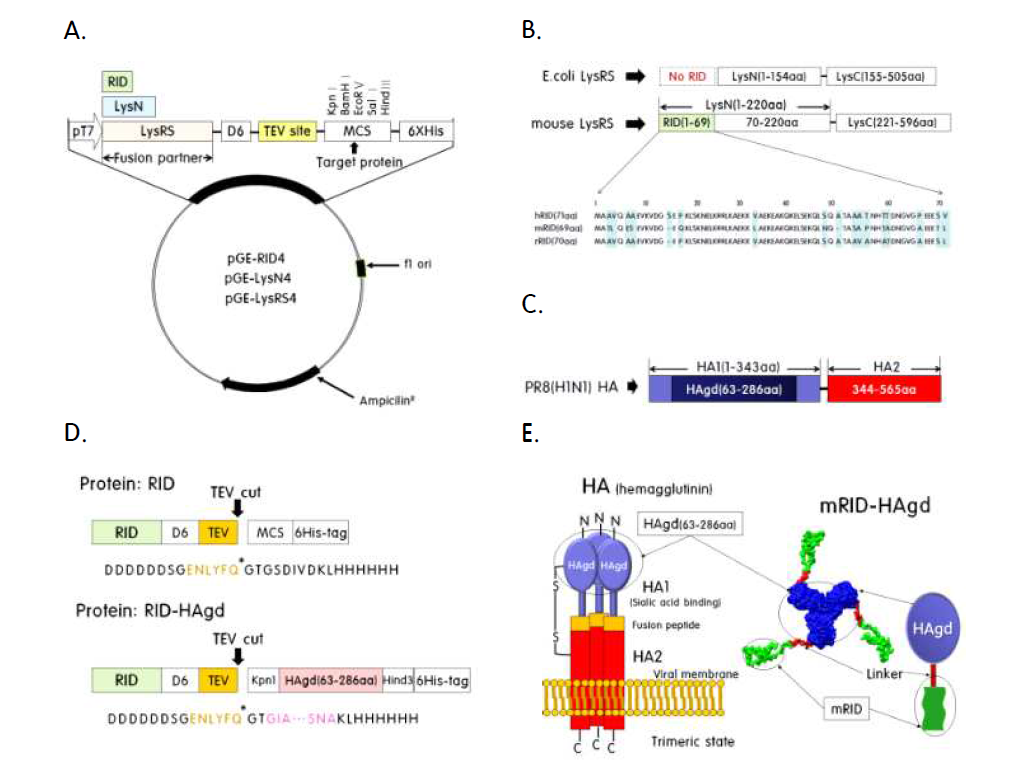RID4 벡터와 바이러스 표면 단백질인 HAgd에 대한 구조 양식