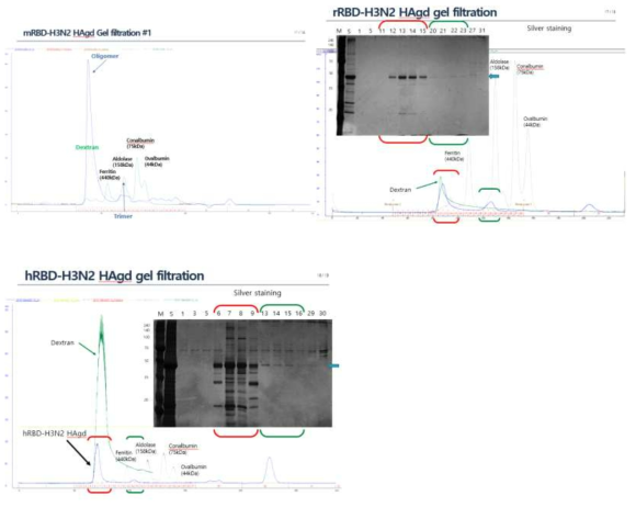 H3N2 HAgd의 trimer 형성 확인