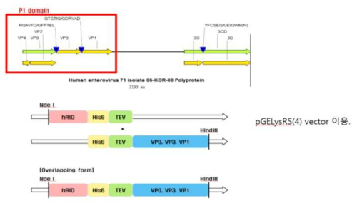 그림 116 Enterovirus71의 P1 domain 및 PCR 전략