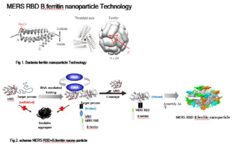 MERS RBD B.ferritin nanoparticle technology