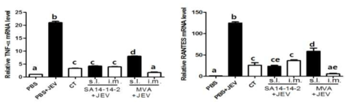 JEV-specific pro-inflammatory cytokine