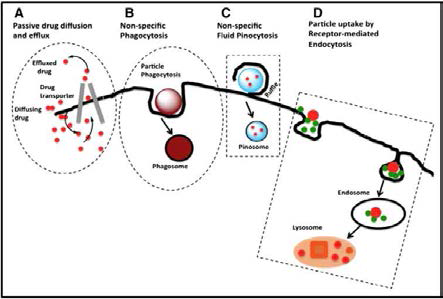 약물 내성을 회피한 endosome 전달