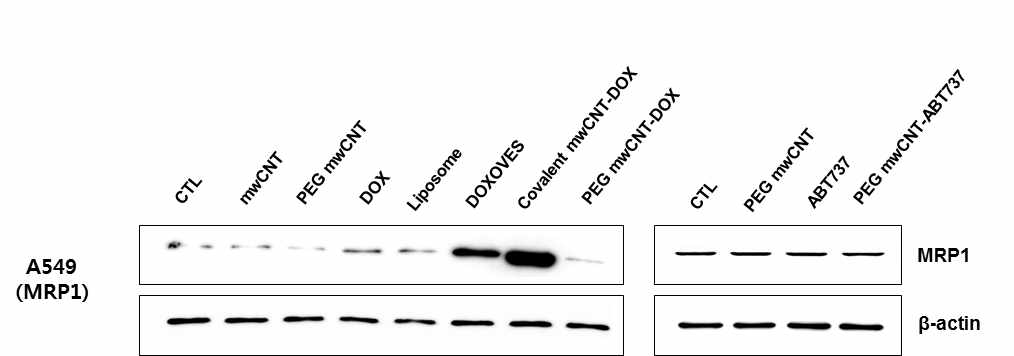 나노항암제 처리 후 MRP-1 단백질 발현 변화 분석