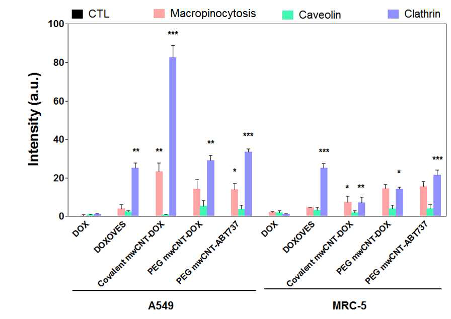 비소폐암주(A549)와 정상 폐세포주(MRC-5)의 uptake 경로 확인