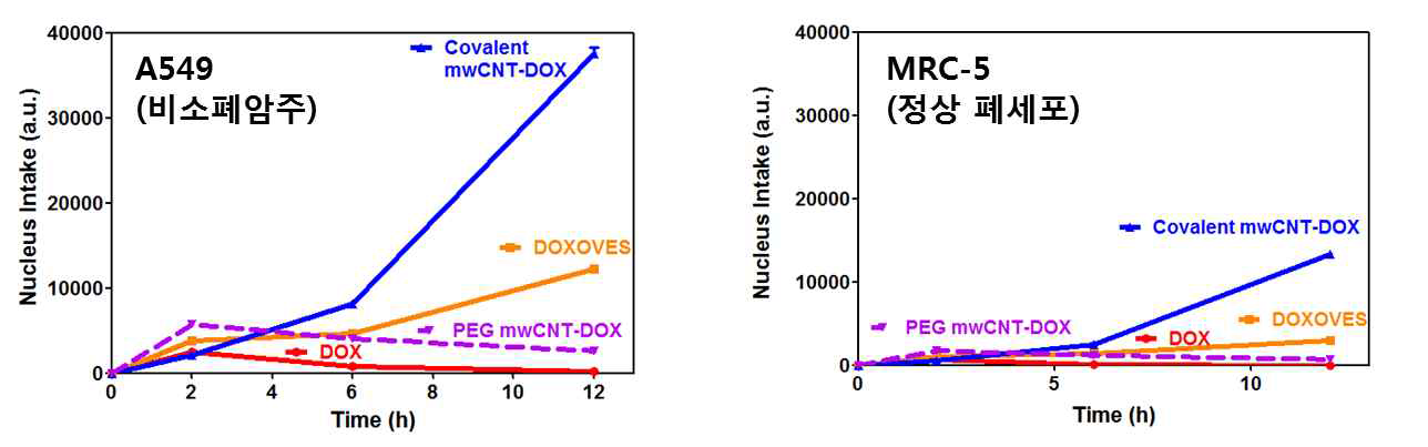 비소폐암주(A549)와 정상 폐세포주(MRC-5)의 세포 핵 내 전달능 비교